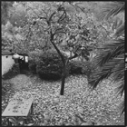 &copy; Sacconi_Sestri Levante, 1995