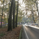 © Piero Pozzi, Parco di Monza - Autunno