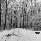 © Piero Pozzi, Parco di Monza - Inverno